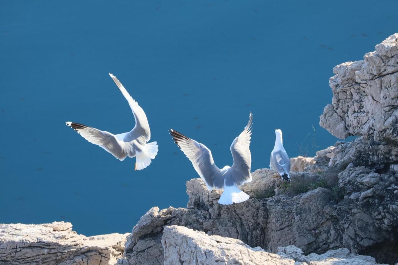 Vila Verbana Apartments Vrbnik  Εξωτερικό φωτογραφία